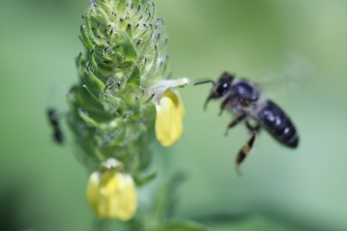 Western Honey Bee