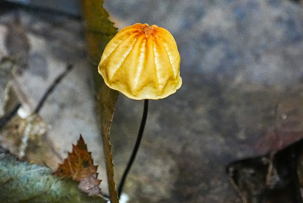 Marasmius siccus · October 2025 · photo: © tbc_watanabe (iNaturalist, cc-by-sa)