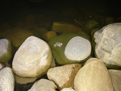 Pleurodema cinereum