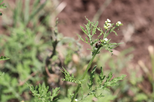 Parthenium beetle