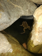 Pleurodema cinereum