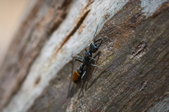 Myrmecia mandibularis