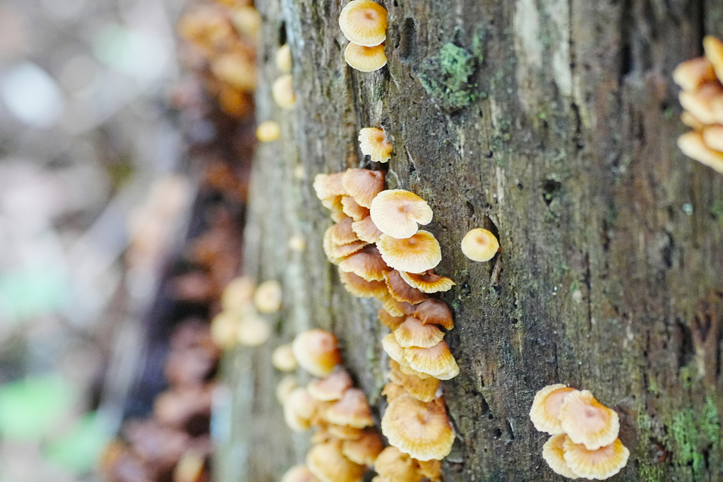 Xeromphalina campanella · October 2025 · photo: © tbc_watanabe (iNaturalist, cc-by-sa)