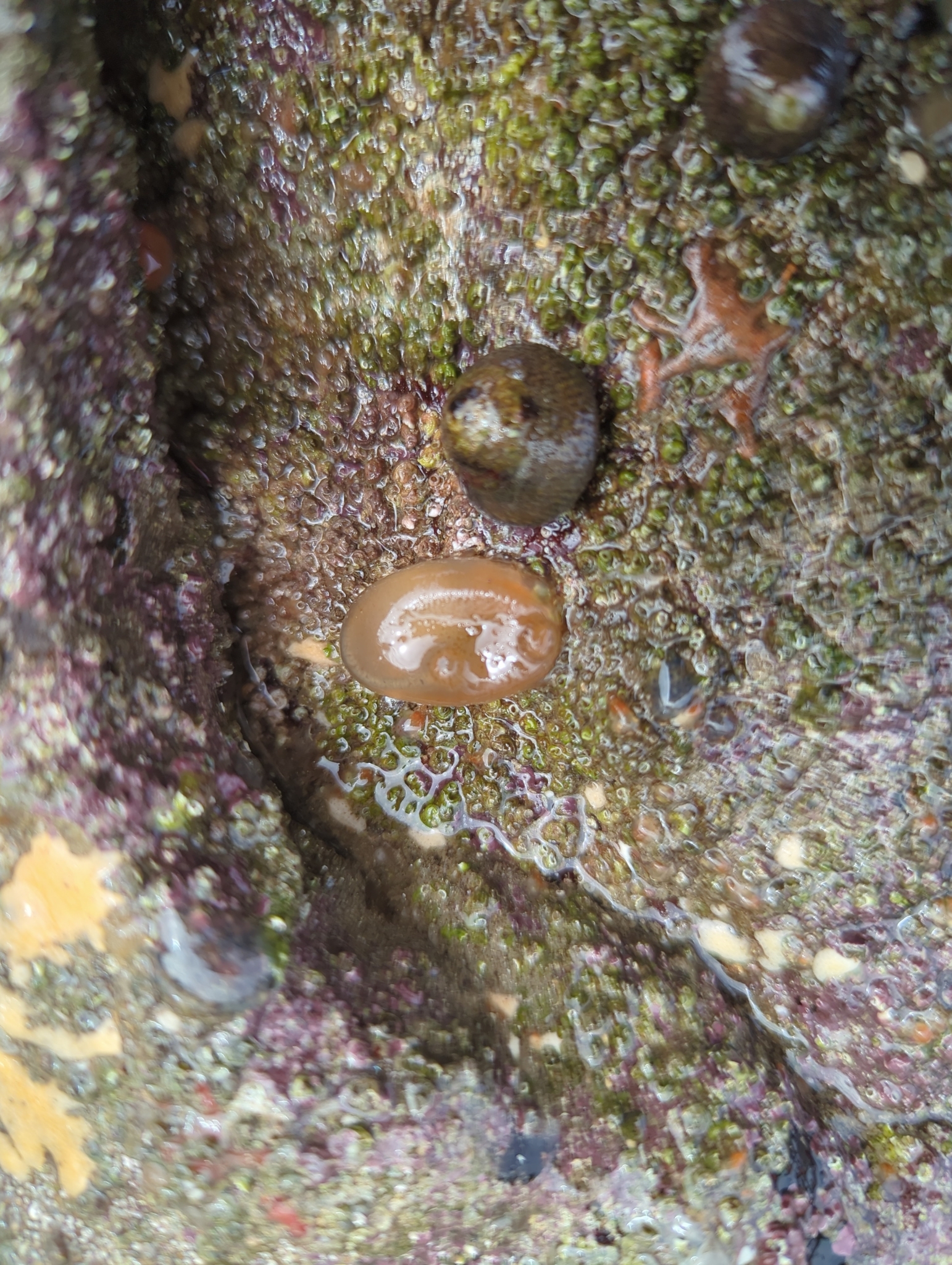 Corella eumyota Traustedt, 1882