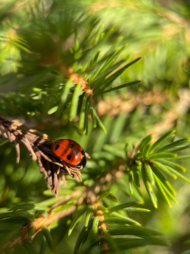 Siebenpunkt-Marienkäfer