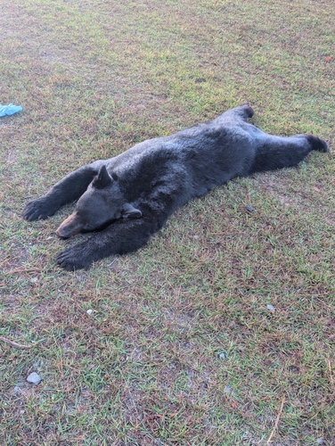 American Black Bear photographed in Georgia