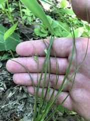Carex willdenowii