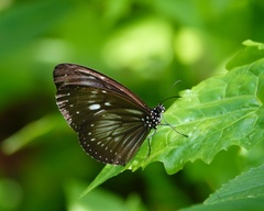Euploea algea