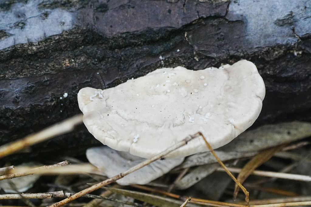 Trametes orientalis · October 2025 · photo: © tbc_watanabe (iNaturalist, cc-by-sa)