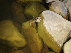 Pleurodema cinereum