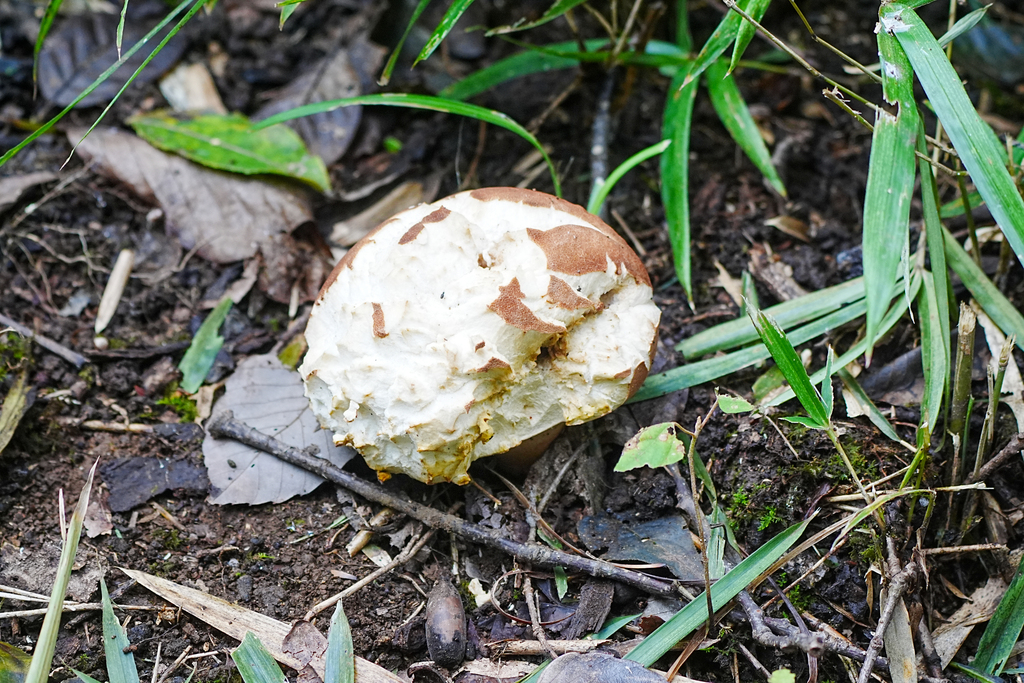 Calvatia craniiformis · October 2025 · photo: © tbc_watanabe (iNaturalist, cc-by-sa)