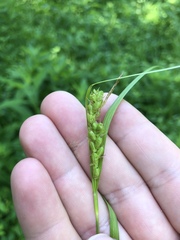 Carex corrugata