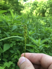 Carex corrugata