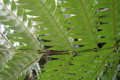 Woodwardia prolifera
