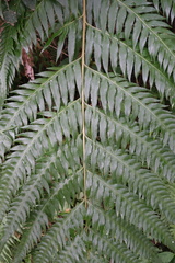 Woodwardia prolifera