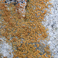 Polycauliona luteominia