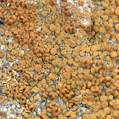 Polycauliona luteominia