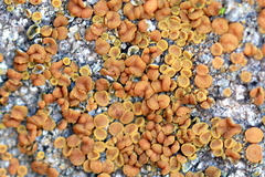 Polycauliona luteominia