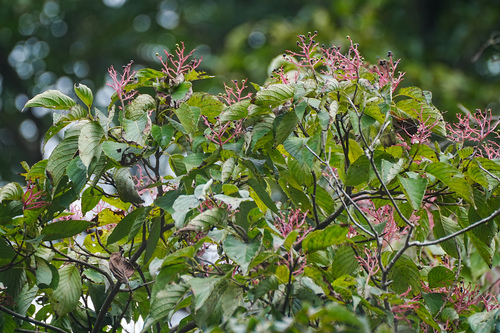 Large-Leaf Dogwood (Cornus macrophylla)