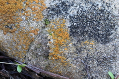 Polycauliona luteominia