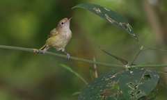 Pachysylvia aurantiifrons