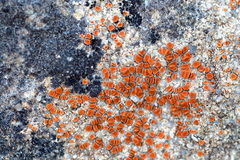 Rufoplaca arenaria