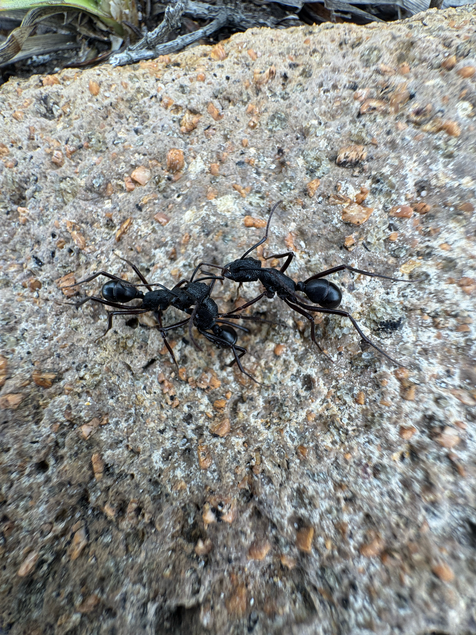 Rhytidoponera aciculata