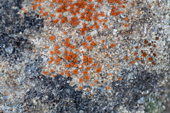 Rufoplaca arenaria