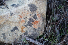 Rufoplaca arenaria
