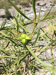 Colliguaja integerrima