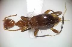 Acanthinus argentinus