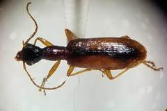 Leptotrachelus dorsalis