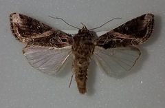 Spodoptera androgea