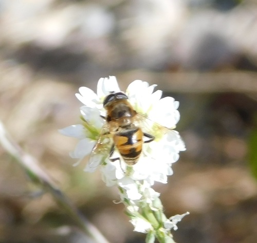 Unknown species found near Sutton, NH, USA