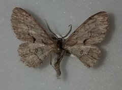 Iridopsis vellivolata
