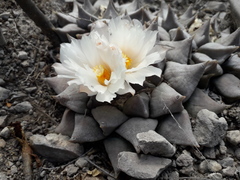 Ariocarpus retusus retusus