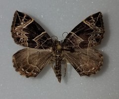 Gandaritis atricolorata