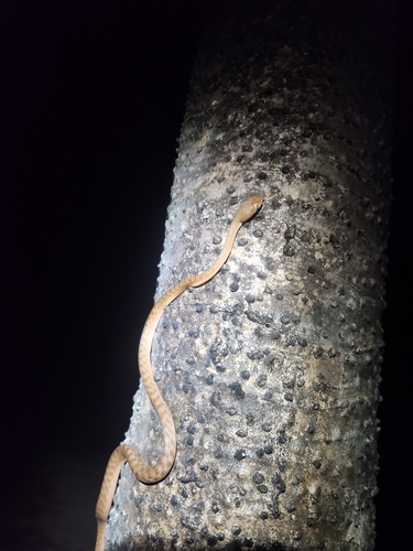 Brown Tree Snake sighting