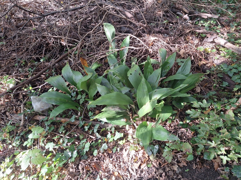 cast-iron plant