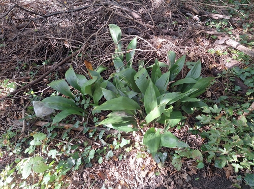 Petit Aspidistra 4