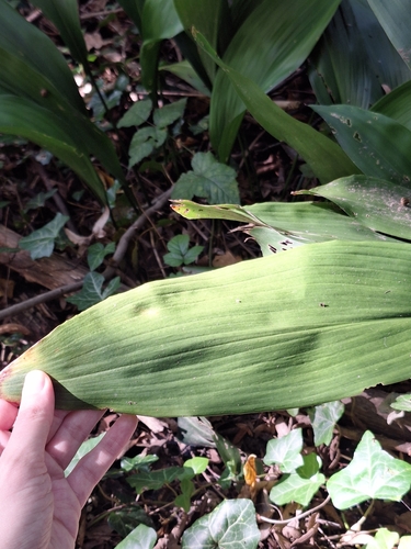 Aspidistra elatior