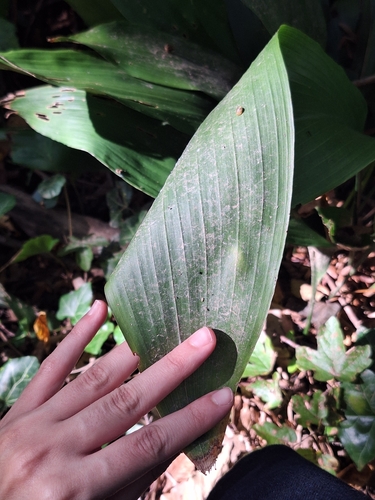 Aspidistra elatior