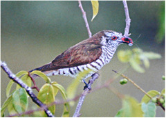 Chrysococcyx minutillus