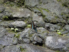 Graphium milon