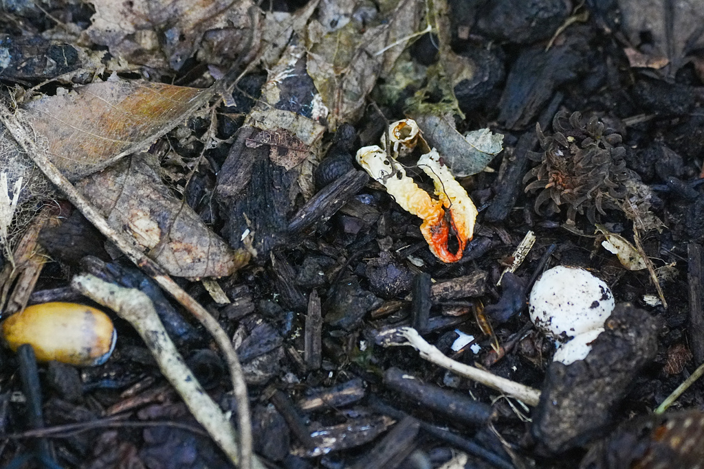Clathrus bicolumnatus · October 2025 · photo: © tbc_watanabe (iNaturalist, cc-by-sa)