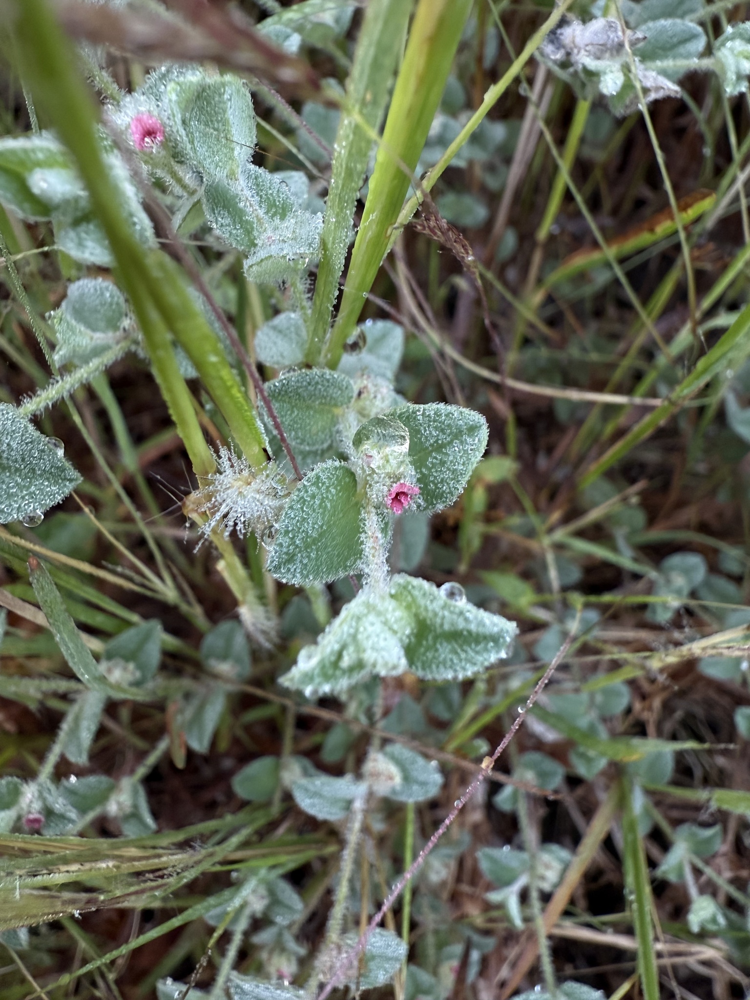 Indigofera cordifolia