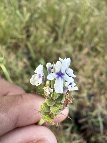 Lavandula bipinnata