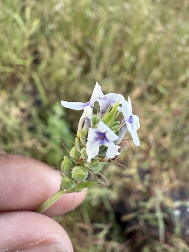 Lavandula bipinnata, photograph 2