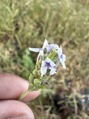 (c) Swarochi Tathagath, some rights reserved (CC BY) Lavandula bipinnata, photograph (c) Swarochi Tathagath, some rights reserved (CC BY)