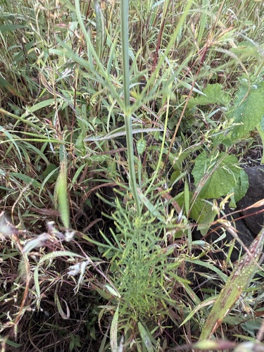 Lavandula bipinnata, photograph 3